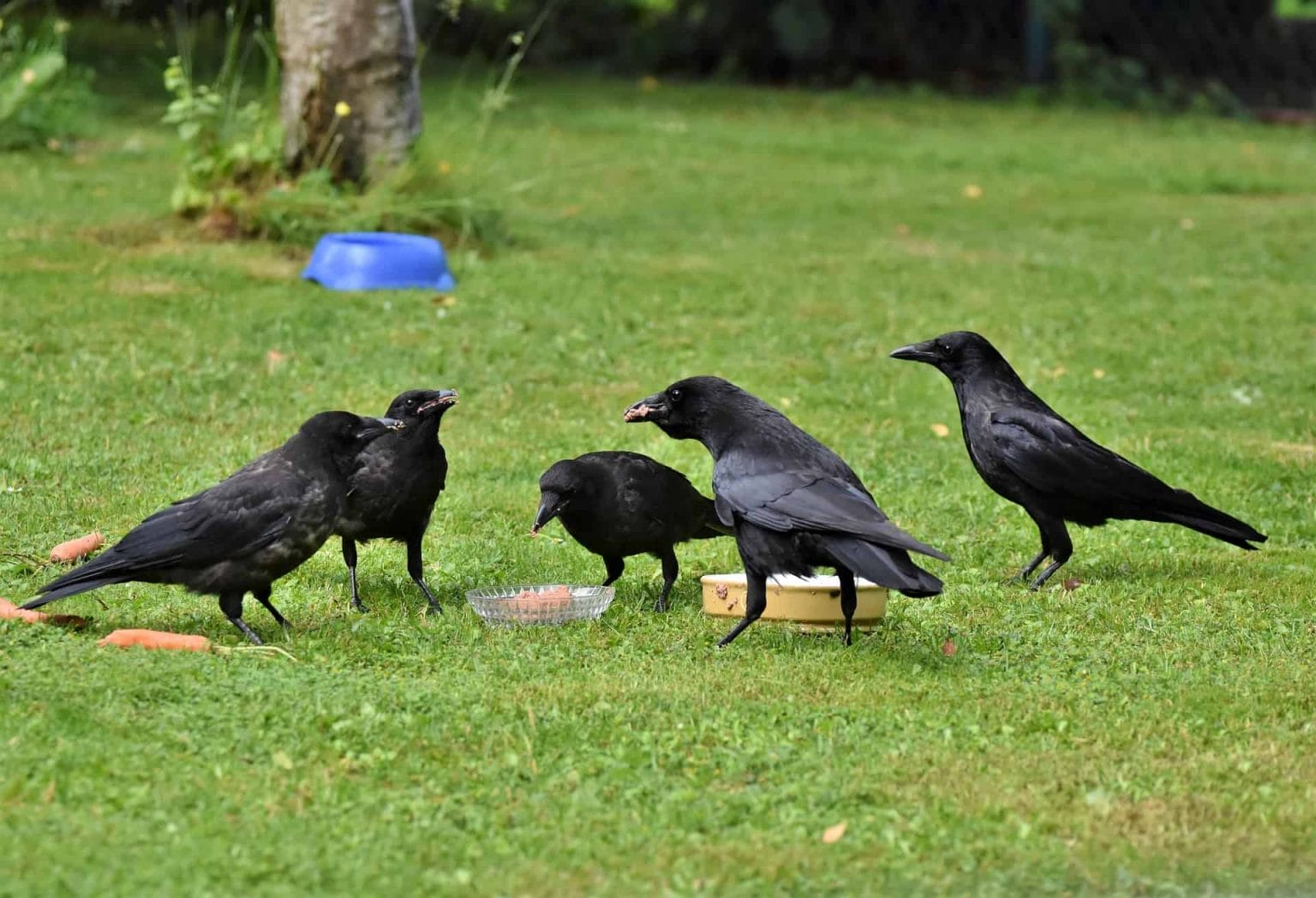 why-so-many-crows-all-of-a-sudden-a-guide-to-know