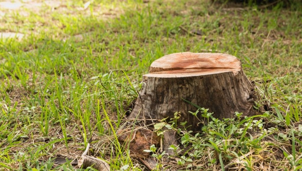 6 Effective Ways to Kill Tree Stumps for Good