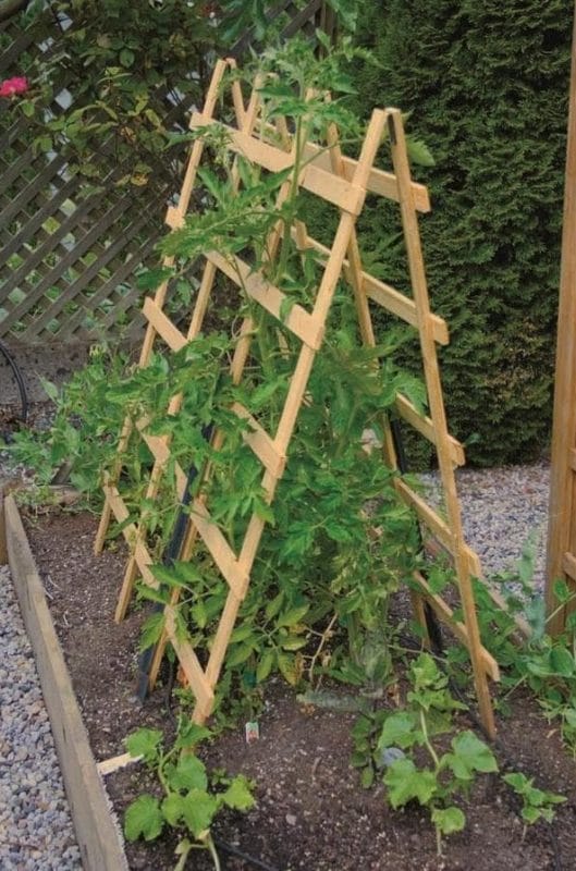 10 Brilliant Tomato Trellis Ideas You Should Try