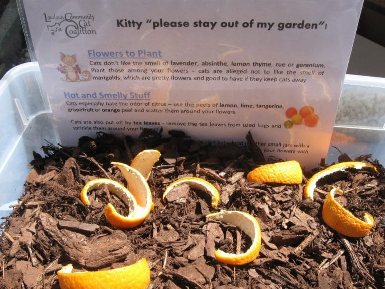 How to Stop Cats from Pooping in My Yard Permanently