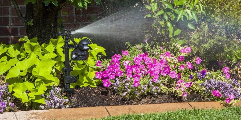 How to Stop Cats from Pooping in My Yard Permanently