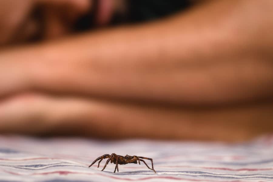 What attracts spider to your bedroom