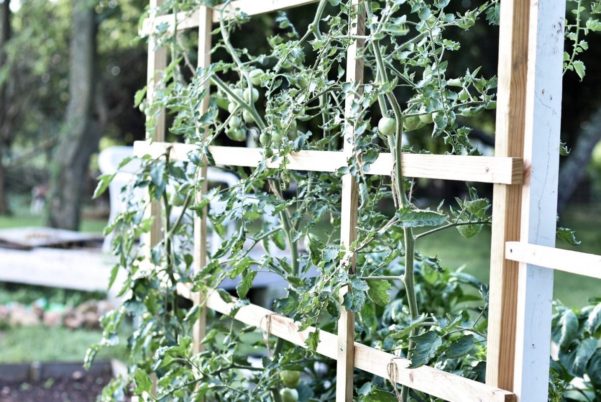 10 Brilliant Tomato Trellis Ideas You Should Try