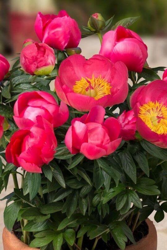 How To Grow Peonies In Containers For Beginner